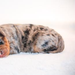 Dean - Chocolate merle male Bernedoodle puppy in Longview, Texas from Furry Tail Doodles