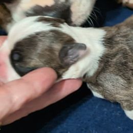 Boy 2 - Black brindle and white Boston Terrier puppy in Lowell, Arkansas from Bogan's Boston's