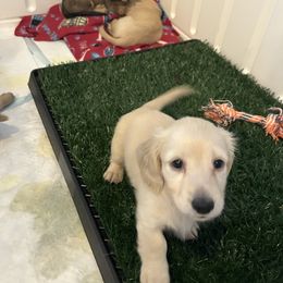 Dachshund Puppies from Honey Creek Dachshunds