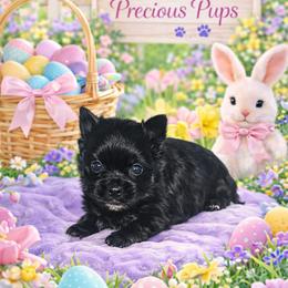 Jett - Black and tan male Yorkshire Terrier puppy in Wartburg, Tennessee from Amanda's Precious Pups