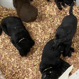 Labrador Retrievers from Robin Wood