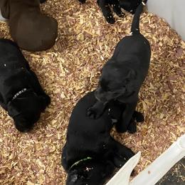 Labrador Retrievers from Robin Wood