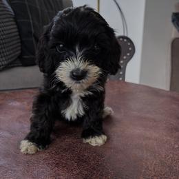 Socks - Black and white female Cavapoo puppy in Strasburg, Pennsylvania from Still Water Puppies