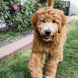 Goldendoodles from Evergreen Doodles