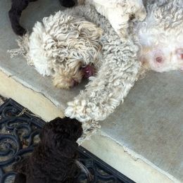 Australian Labradoodle Puppies from Texas Labradoodles