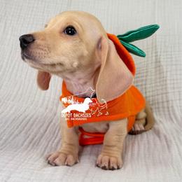 Charlie: Short Hair, Cream, Dapple, Male AKC - Cream male Dachshund puppy in South Easton, Massachusetts from Depot Dachsies