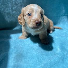 MOTORHEADS ARLO - Piebald male Dachshund puppy in Yucaipa, California from Motorhead Dachshunds