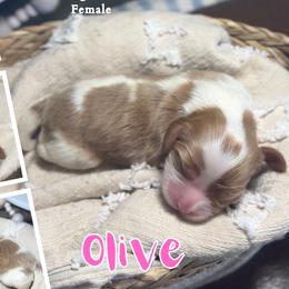 Olive - Blenheim female Cavalier King Charles Spaniel puppy in El Dorado Springs, Missouri from Cavish's Missouri Cavaliers, Cavapoos, and Miniature Poodles