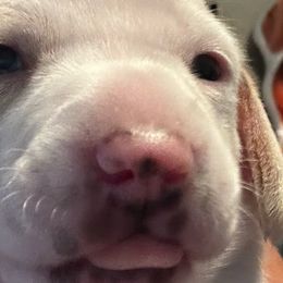 Petunia - Dachshund puppy from Empire's Dachshunds