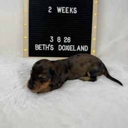 Tej - Dapple male Dachshund puppy in Dickinson, Texas from Beth’s Doxieland