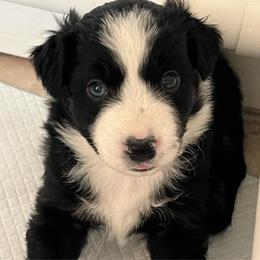 Finn - Black tri male Miniature Australian Shepherd puppy in Denair, California from CenCal Mini Aussies