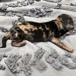 Athena - Dapple female Dachshund puppy in Cabool, Missouri from Dachshund's of Country Magic Farms in Missouri