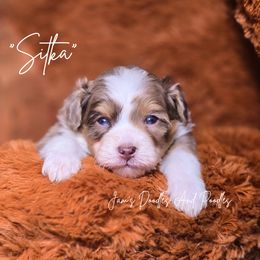 Sitka - Brown merle male Aussiedoodle puppy in Cleveland, Georgia from Jam's Doodles And Poodles