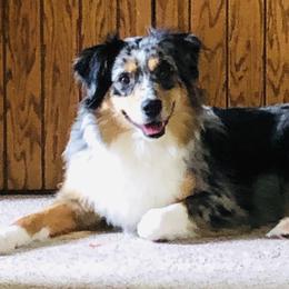 Evie  - Australian Shepherd