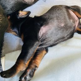 Doberman Pinscher Puppies from TeatreeDoberman
