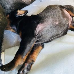 Doberman Pinscher Puppies from TeatreeDoberman