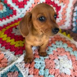 Bandit - Red male Dachshund puppy in Fayetteville, Arkansas from Natural State Dachshunds
