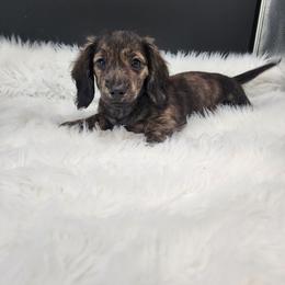 Max - Brindle male Dachshund puppy in Smallett, Missouri from Doxie Holler