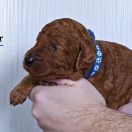 Hunter - Red  male Poodle puppy in Abilene, Texas from Mesquite Kennels
