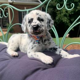 Dalmatian Puppies from Clarks 101 Dalmatians