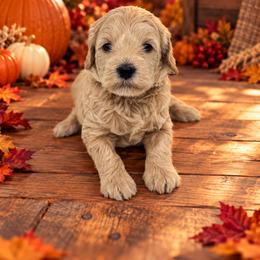 Sweet Potato - Apricot female Goldendoodle puppy in O'fallon, Missouri from Rockin R Doodles