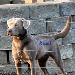 Kami - Labrador Retriever