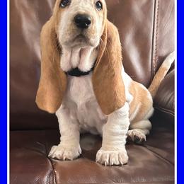 Blue collar puppy - Red and white Basset Hound puppy in Columbia, South Carolina from Pawmetto Hounds