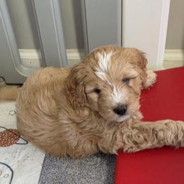 Bernedoodle and Goldendoodle Puppies from Doting Doodles