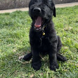 Assorted Doodle Crosses Puppies from Versi Canines