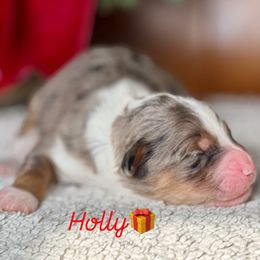 Holly - Blue merle female Aussiedoodle puppy in Burbank, Ohio from Berns & Doodles
