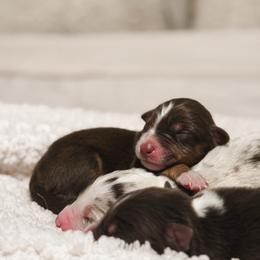 Maple AKC - Red tri-color female Australian Shepherd puppy in Polk City, Florida from Skaky Shepherds