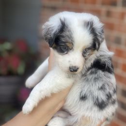 Miniature Australian Shepherd Puppies from Little Sooner Aussies