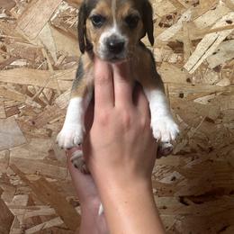 Summer - Black white and tan female Beagle puppy in St. Cloud, Minnesota from Beagle Blessings