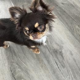 Chihuahuas from Amy Le