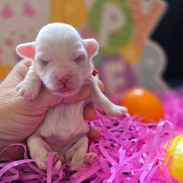 Lydia - White female Maltipoo puppy in Sahuarita, Arizona from Cowgirl's Legacy Maltipoos