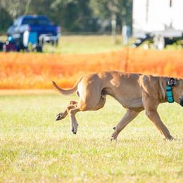 Boerboel All Grown Up from Romboel Farm Dogs