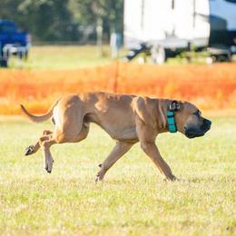 Boerboel All Grown Up from Romboel Farm Dogs