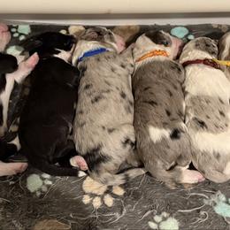 Assorted Doodle Crosses puppies from Raising Doodles