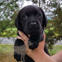 Kyle - gray collar - Black Labrador Retriever puppy in Huntingdon, Pennsylvania from Stone Valley Labrador Retrievers