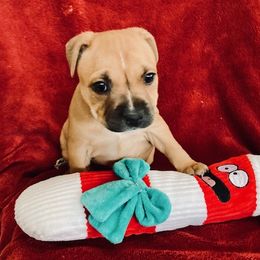 Staffordshire Bull Terrier Puppies from Moonspinner Staffords