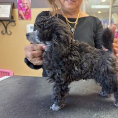 Poodles from Mishel St James
