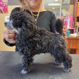 Poodles from Mishel St James