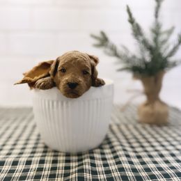 Goldendoodle Puppies from Proctor’s Petite Goldendoodles
