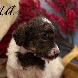 Gina - Parti female Poodle puppy in Greenville, North Carolina from Grace Poodles