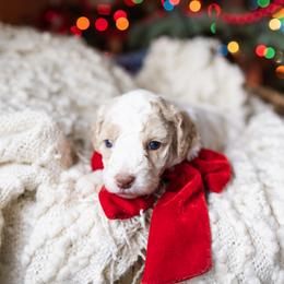 Aussiedoodle and Australian Mountain Doodle Puppies from Farmstead Doodles