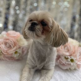 Zelda - Shih Tzu
