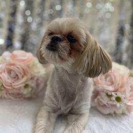 Zelda - Shih Tzu