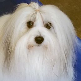 Luna - Coton de Tulear