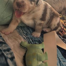 Miniature Australian Shepherd Puppies from Smushy Pups
