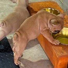 French Bulldogs from 4 Palms Frenchies